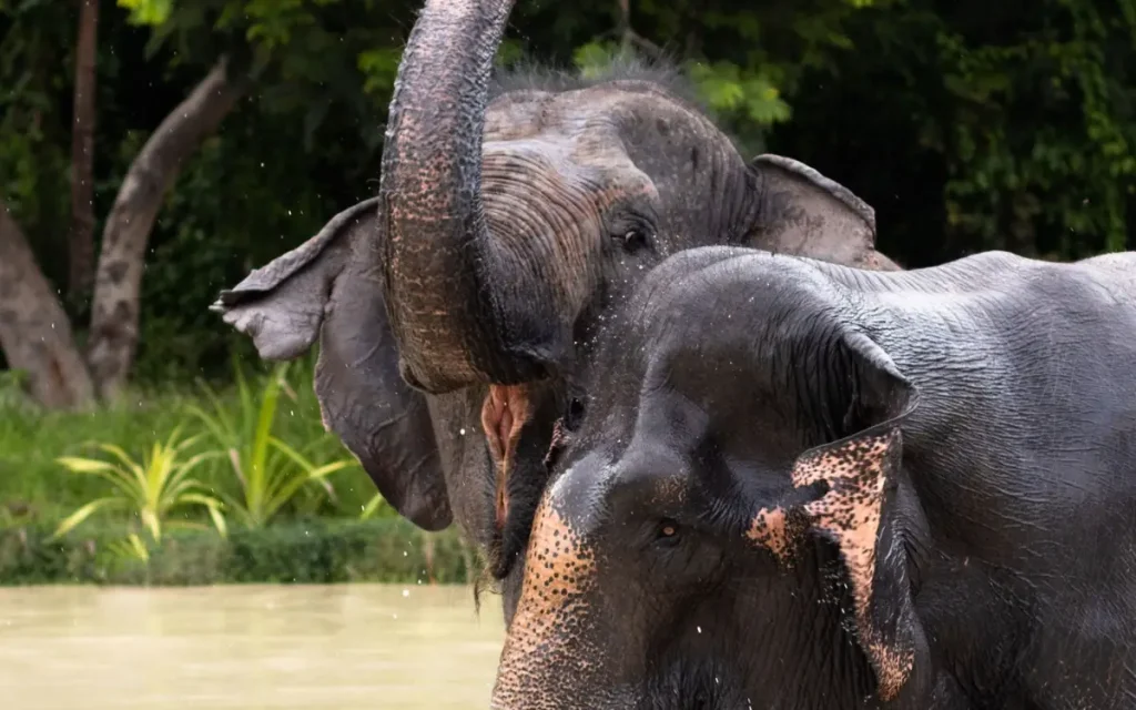 Elephants bathing in a natural forest environment at Kulen Elephant Forest near Siem Reap, Cambodia.