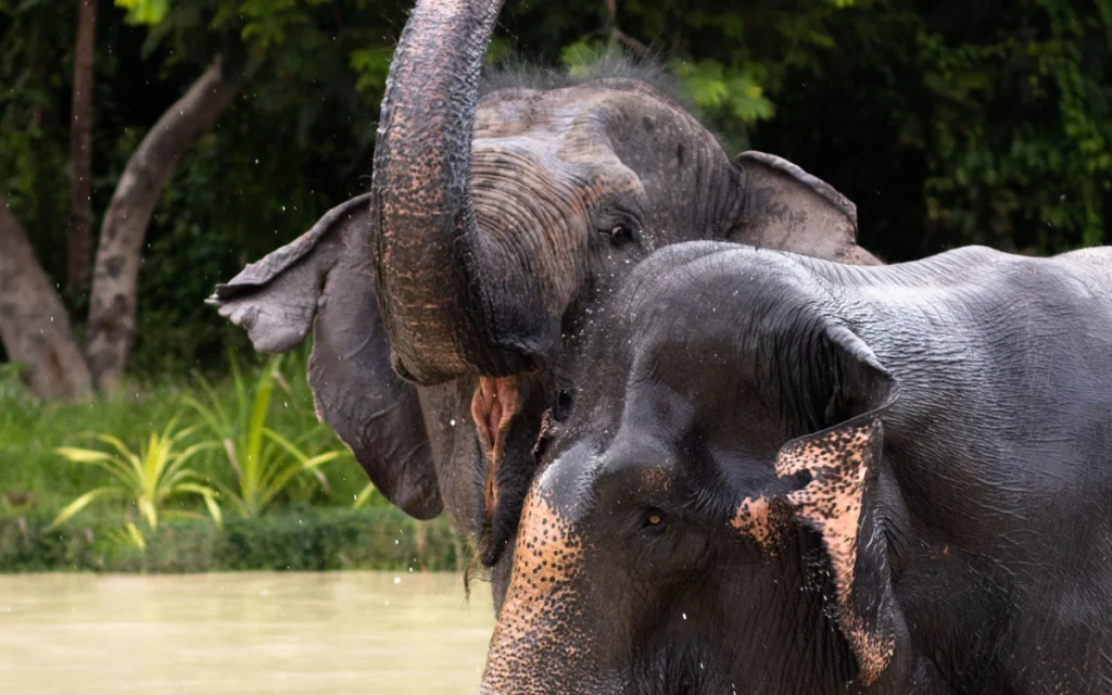 Elephants bathing in a natural forest environment at Kulen Elephant Forest near Siem Reap, Cambodia.